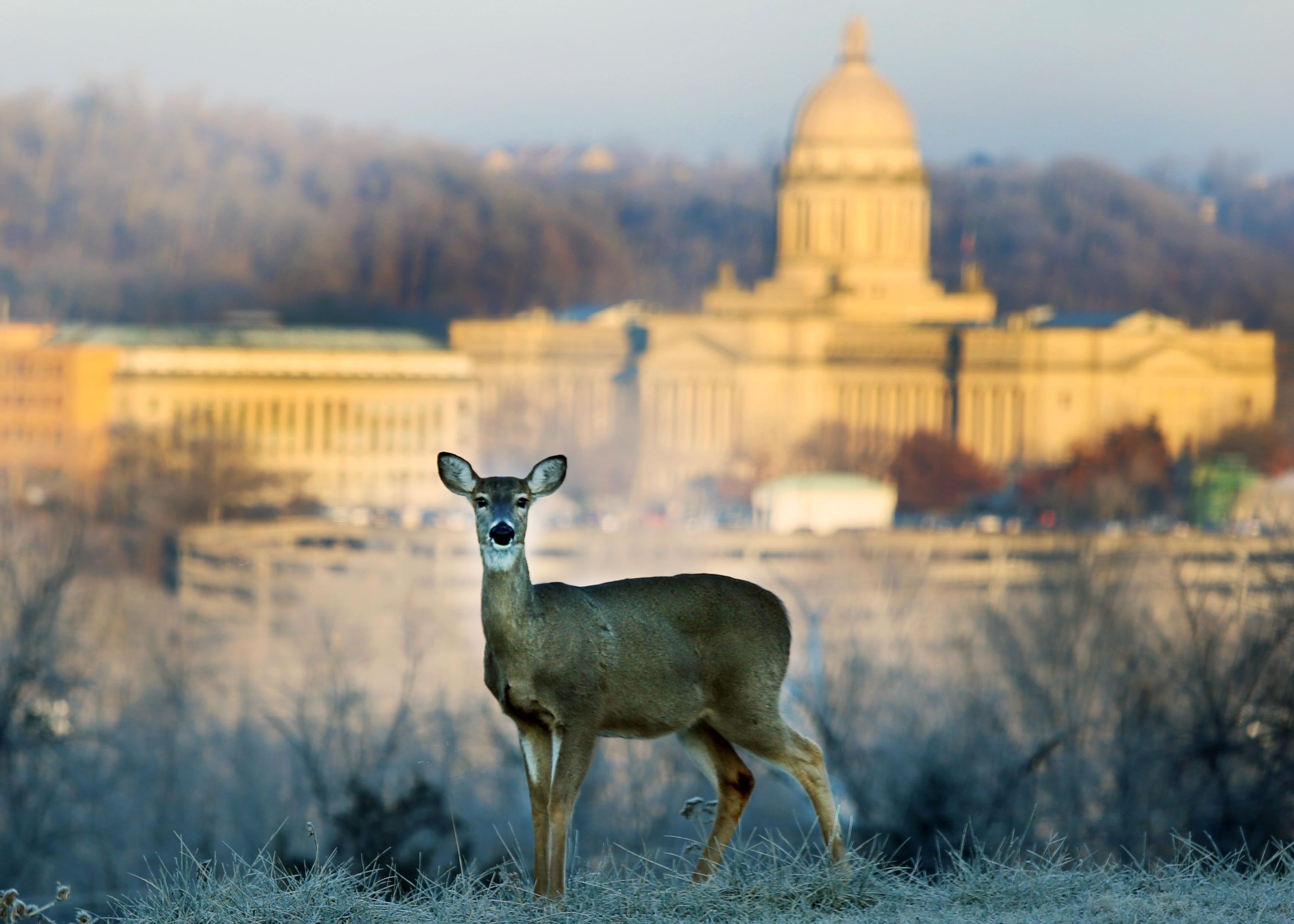 Farmers are no strangers to the damage and danger caused by populations of certain wildlife species to crops and property.