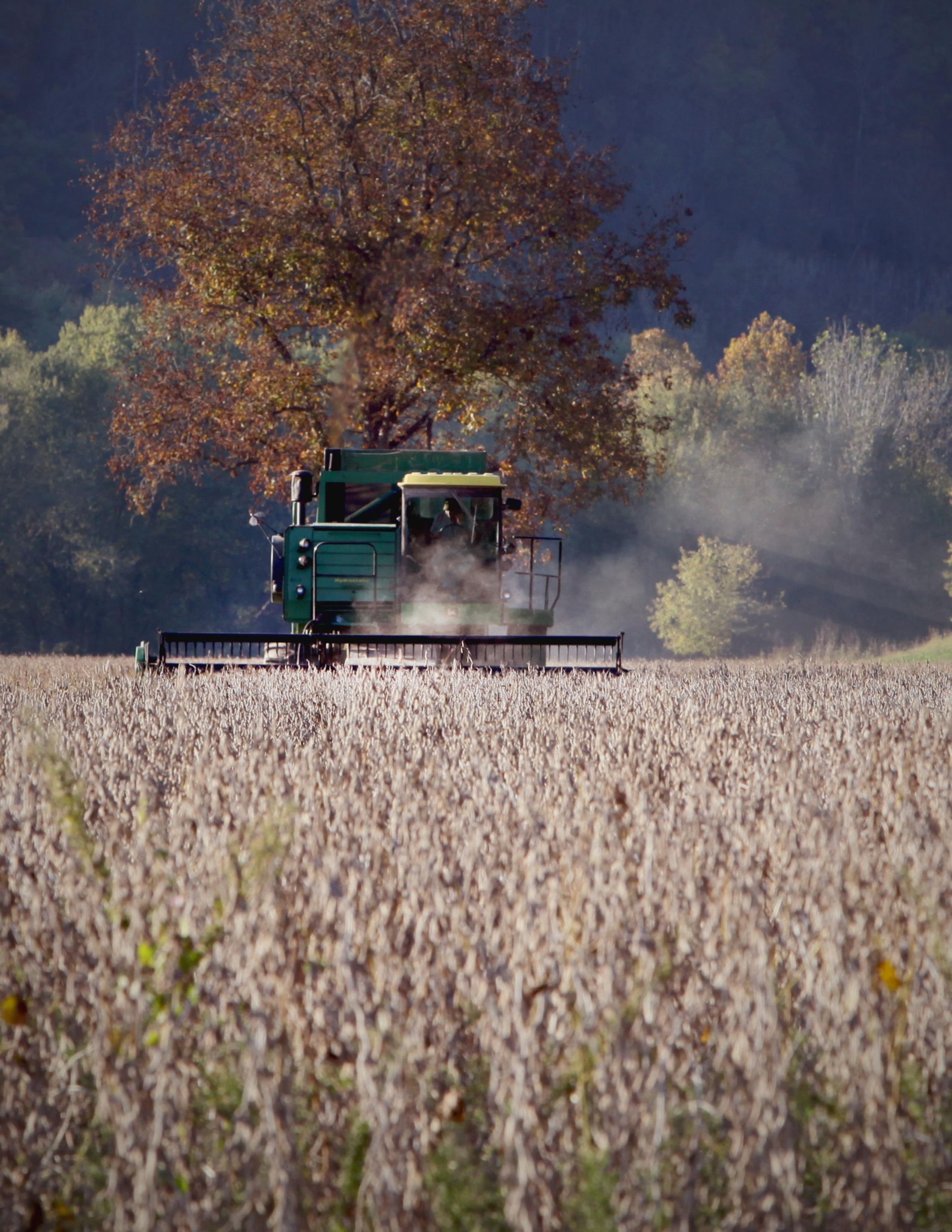 Combine harvesting field