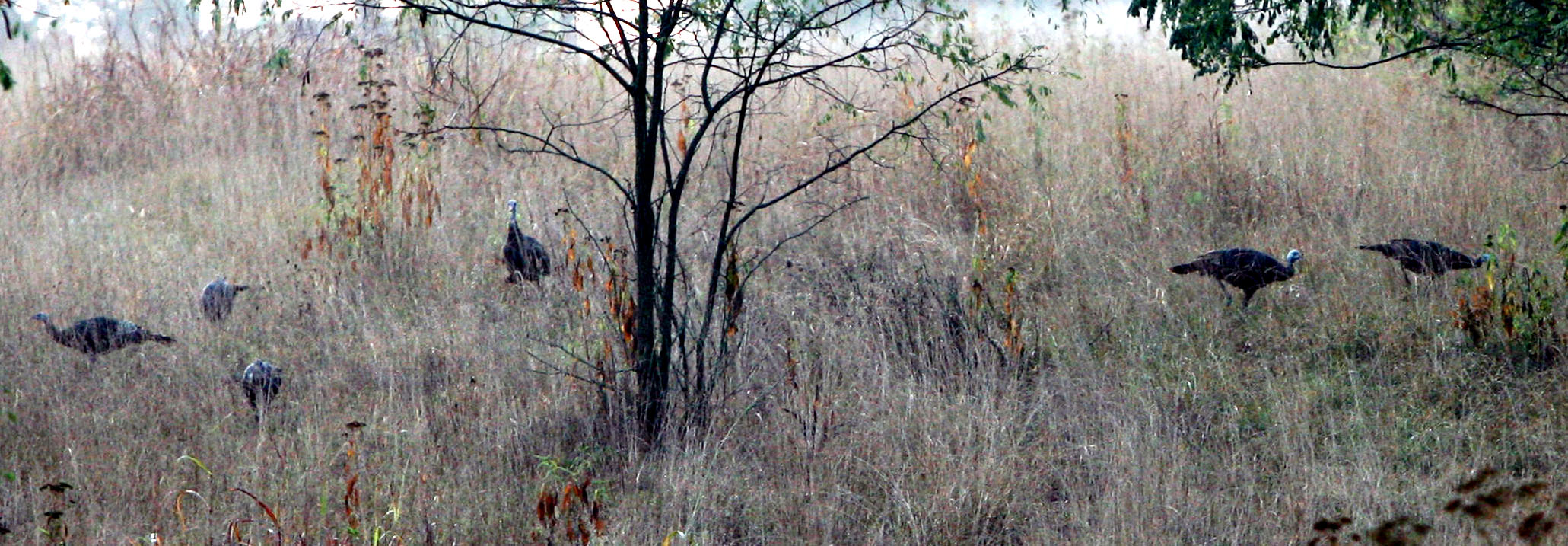 Flock of wild turkeys