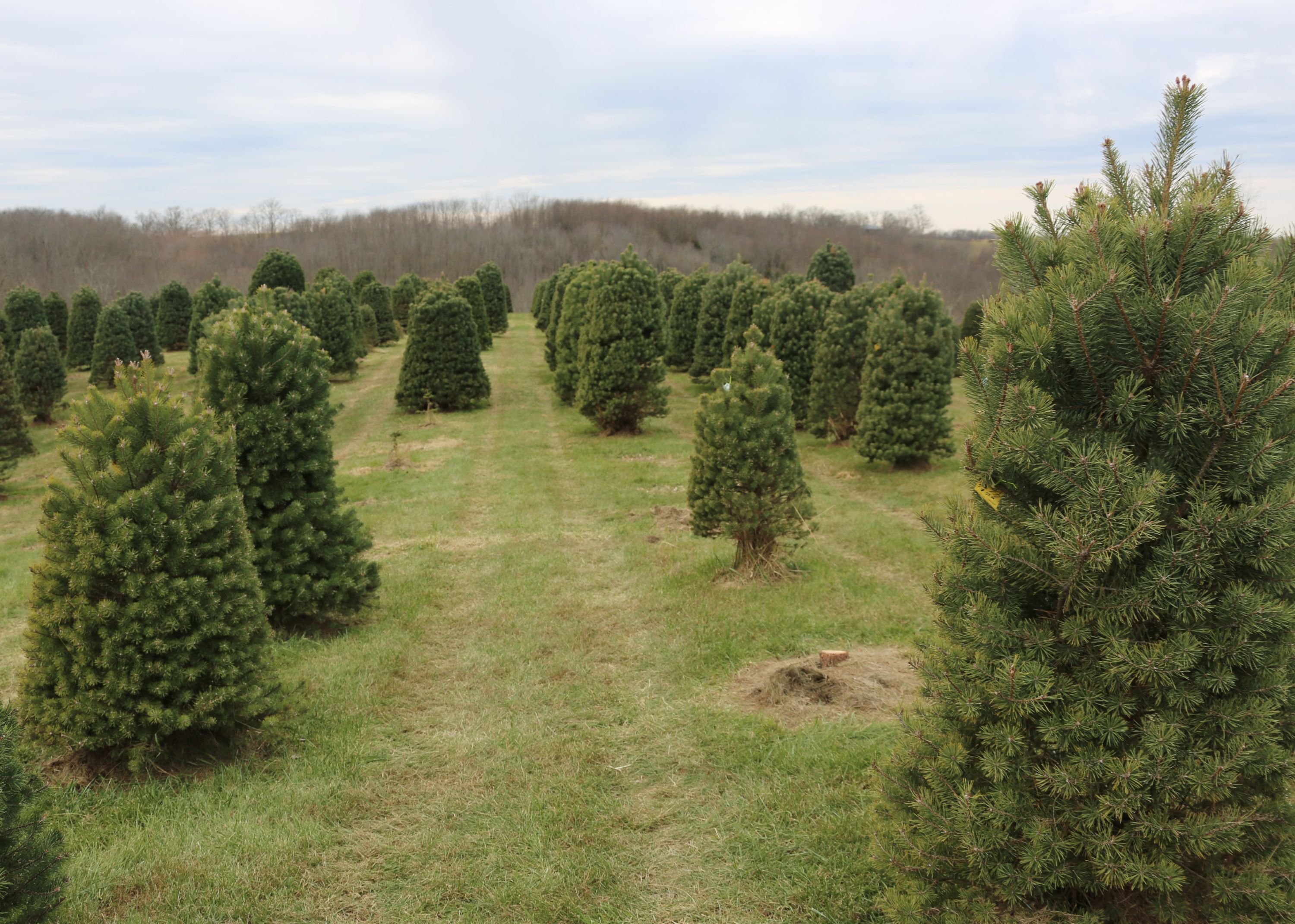 Michels Family Farm