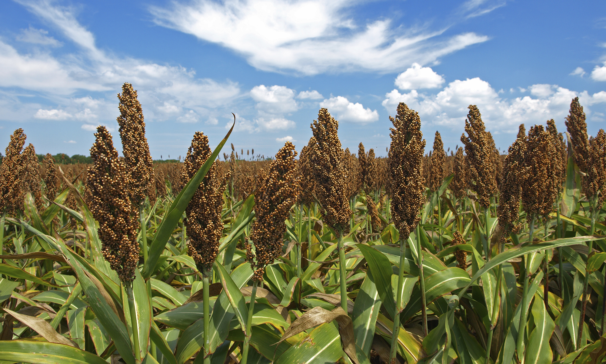 michigan-crops-benefited-from-rain-brownfield-ag-news