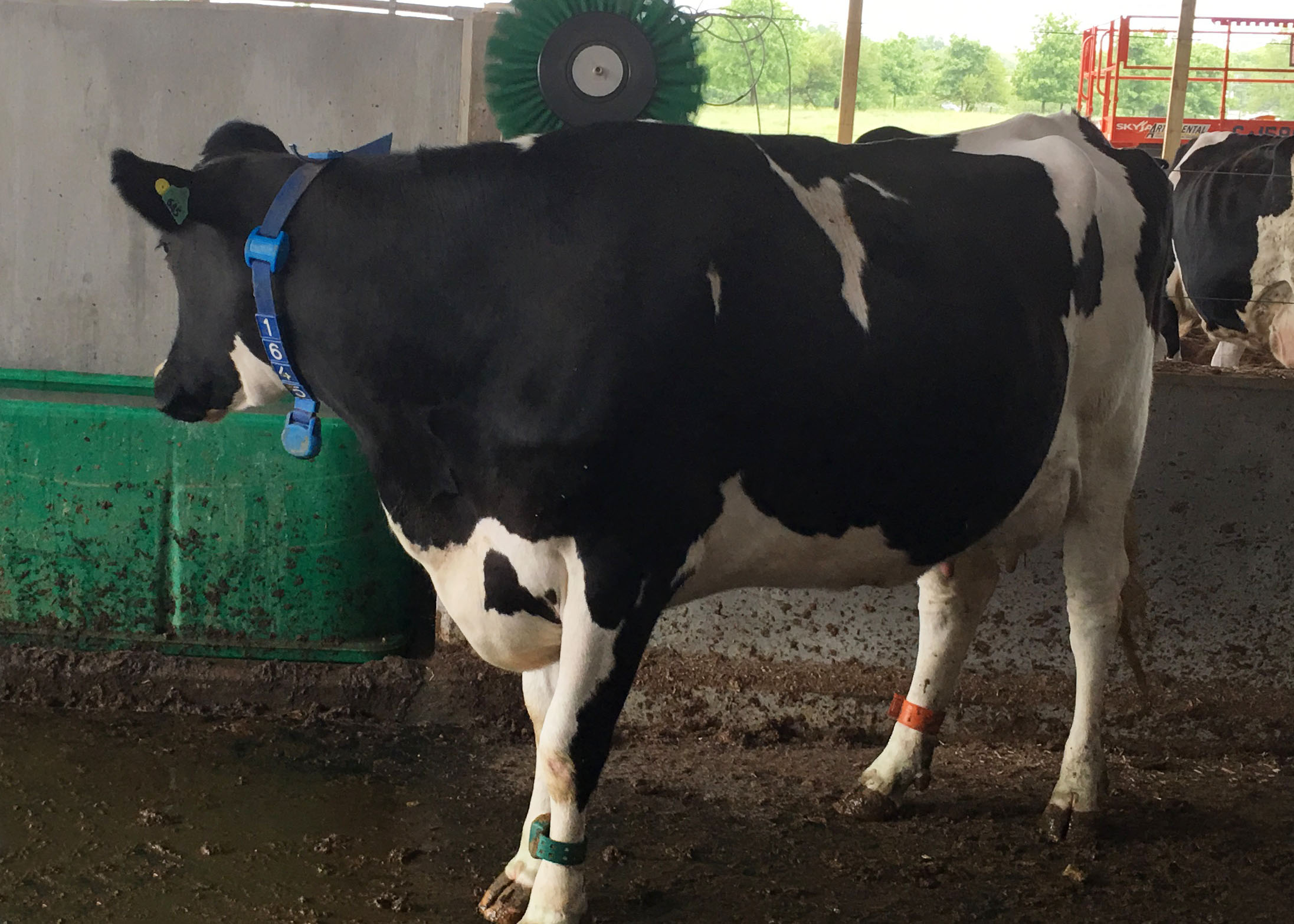 Six grooming brushes with 24/7 access for the cows are located within the new facility