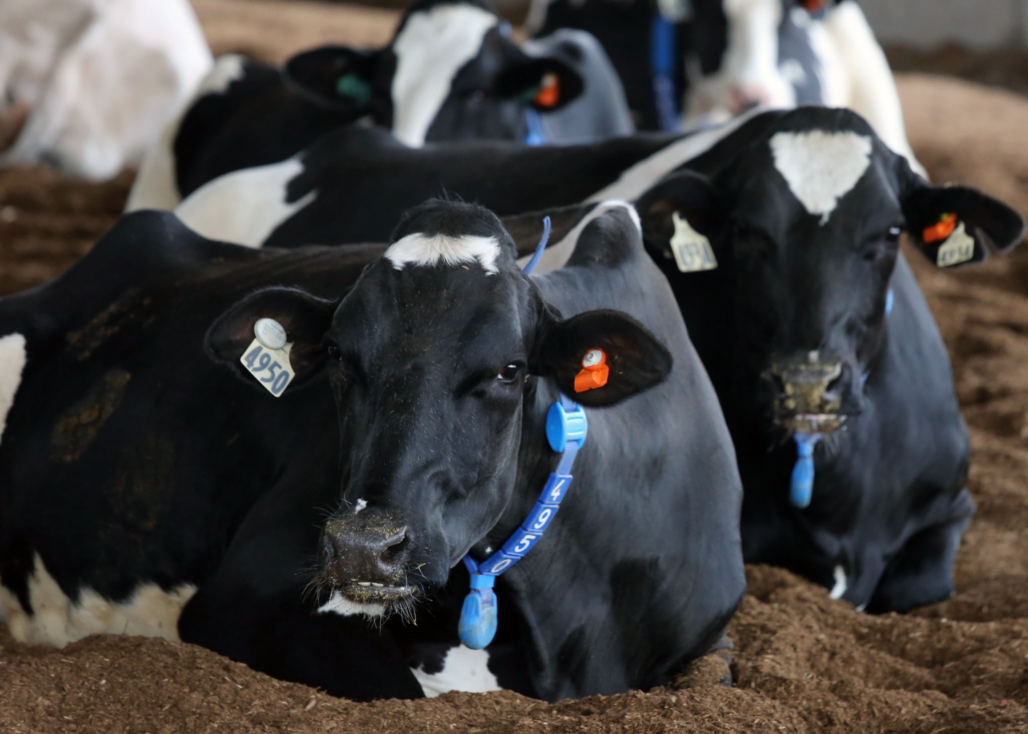 Cow comfort is a main focus of the research being conducted at UK
