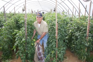 Gerald Hart checks a tomato in one of his 12 greenhouses.