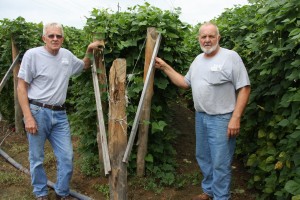 Dwight Faulkner (left) and Lloyd Derossett have done well raising produce in Pulaski County.  Behind them is a plot of green beans.
