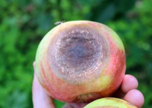 apple rot
