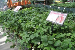 There are three varieties of strawberry plants.