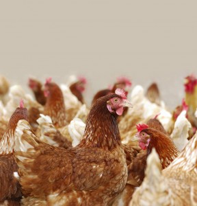 Chicken stock image
