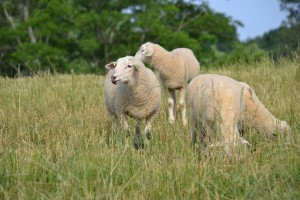 Sheep photo 2