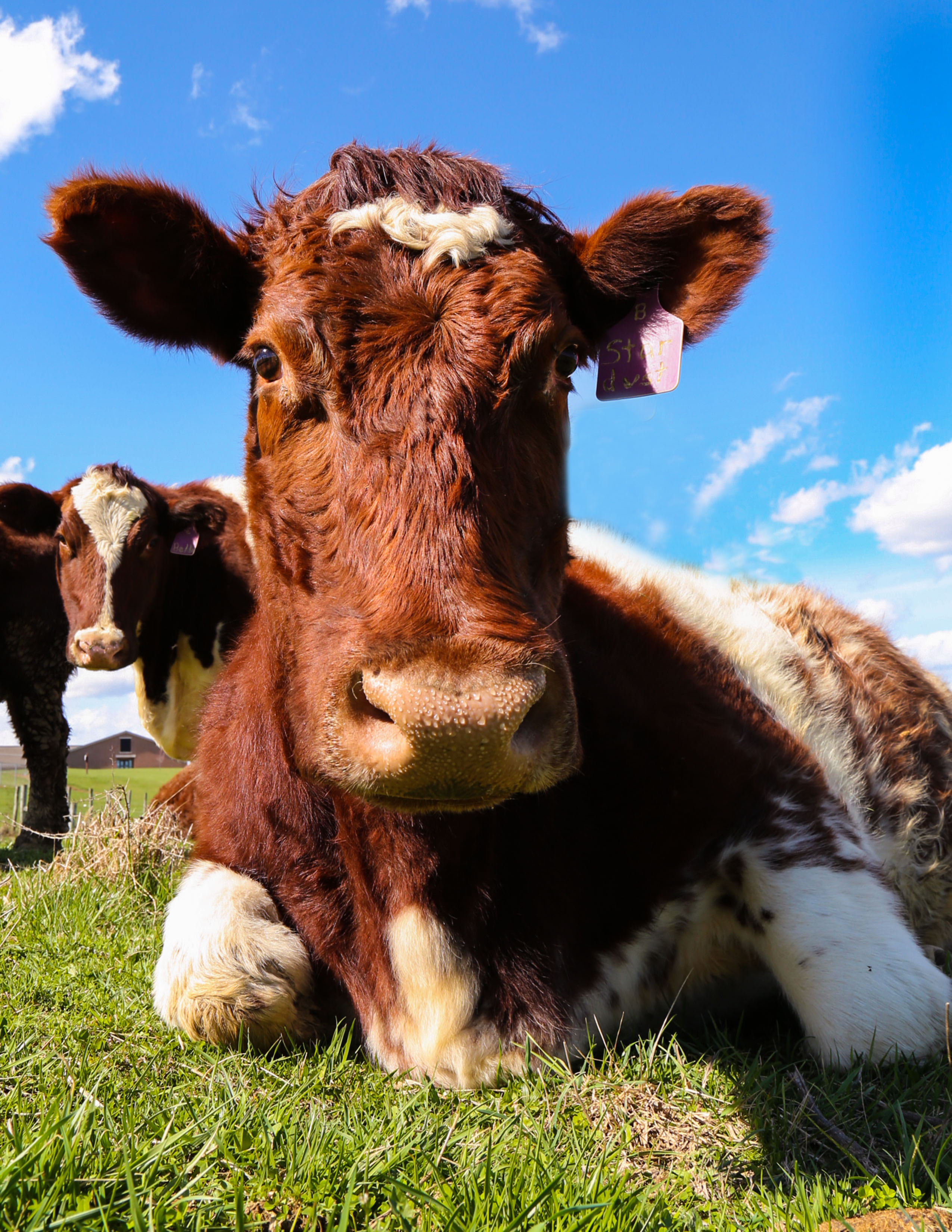 For Cattle Producers, Kentucky is Cow Country Kentucky Farm Bureau